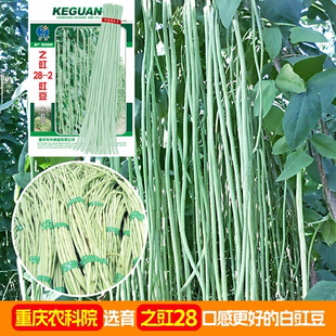 之豇28豇豆种子豆角种子四季豆种菜种籽豇豆蔬菜种孑禾之元农科院