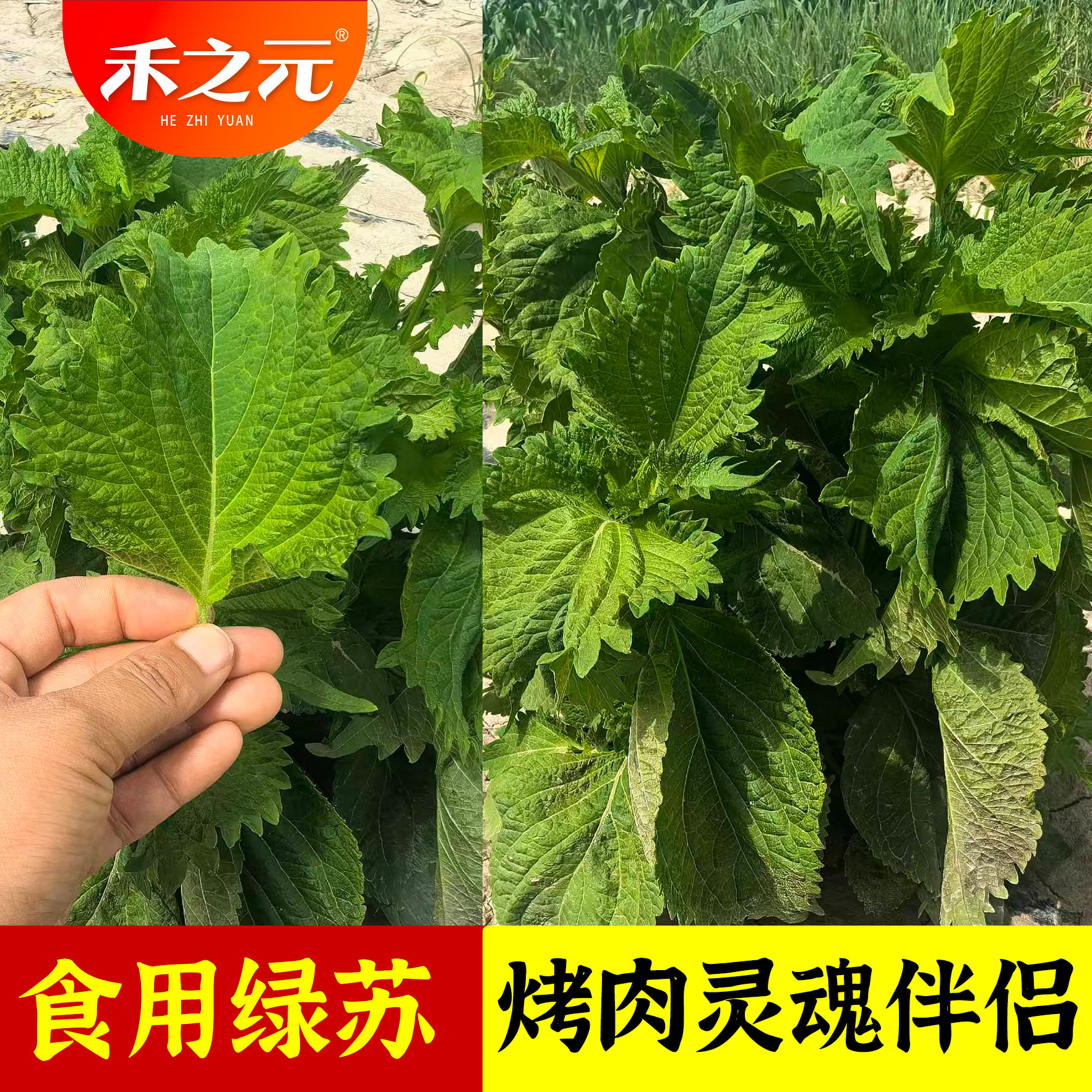 绿苏子种子大叶绿苏阳台盆栽四季西餐包肉菜种籽春季野菜孑禾之元