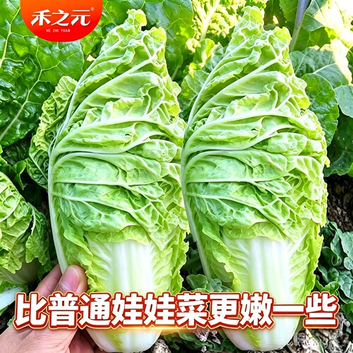津金丝白小白菜种子种孑娃娃菜种籽快菜早熟春夏秋冬季四季青菜籽 - 封面