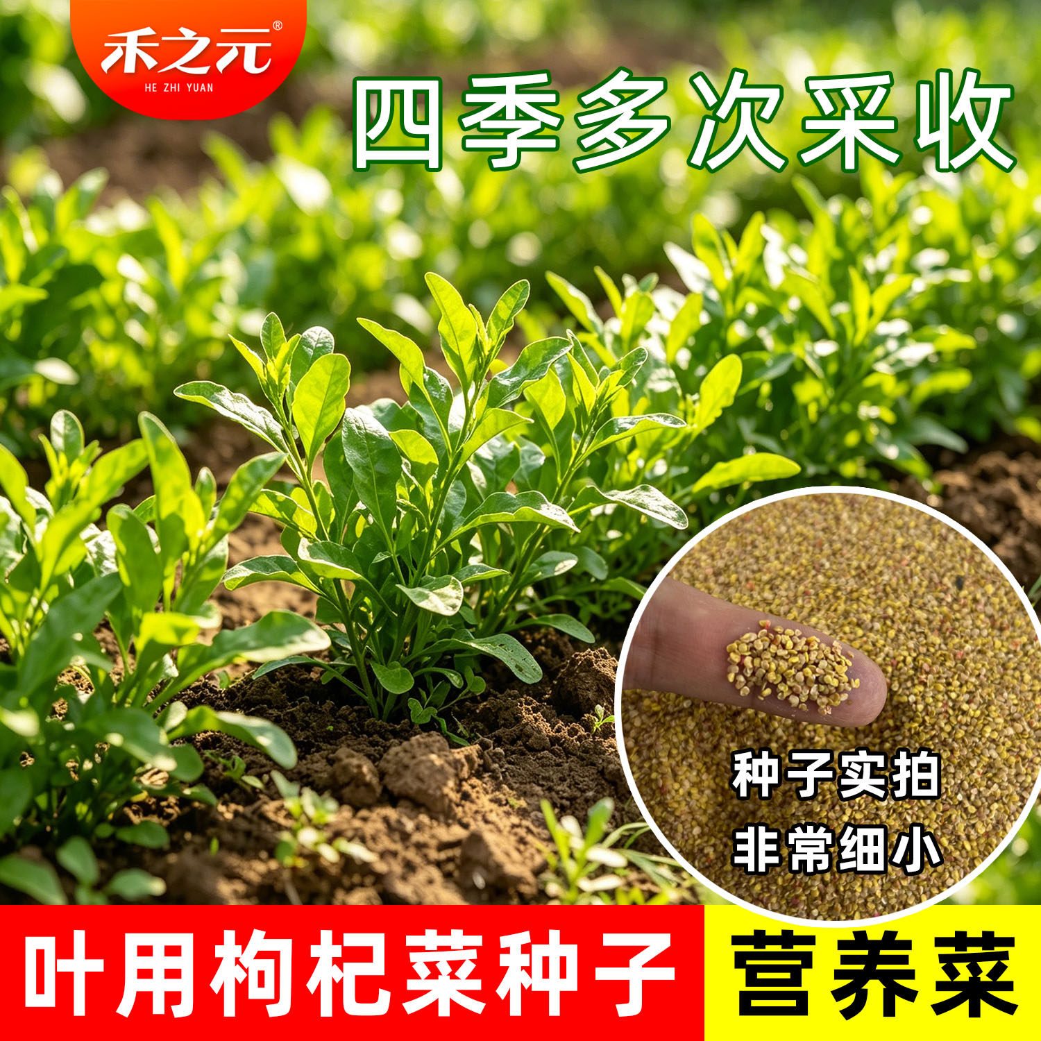 叶用枸杞芽种子菜用枸杞芽菜种苗食用无果枸蔬菜四季大叶枸杞