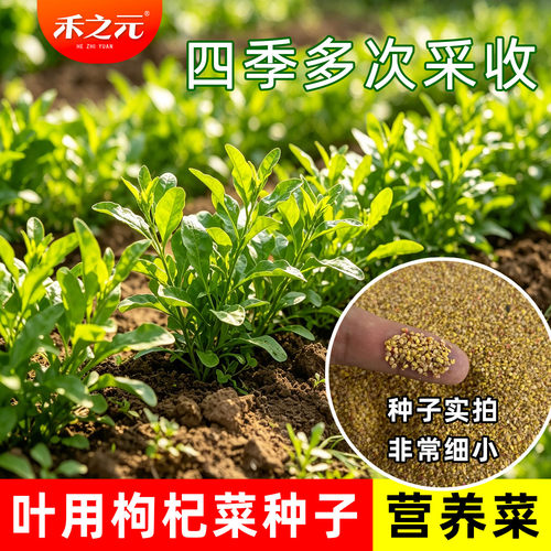 叶用枸杞芽种子菜用枸杞芽菜