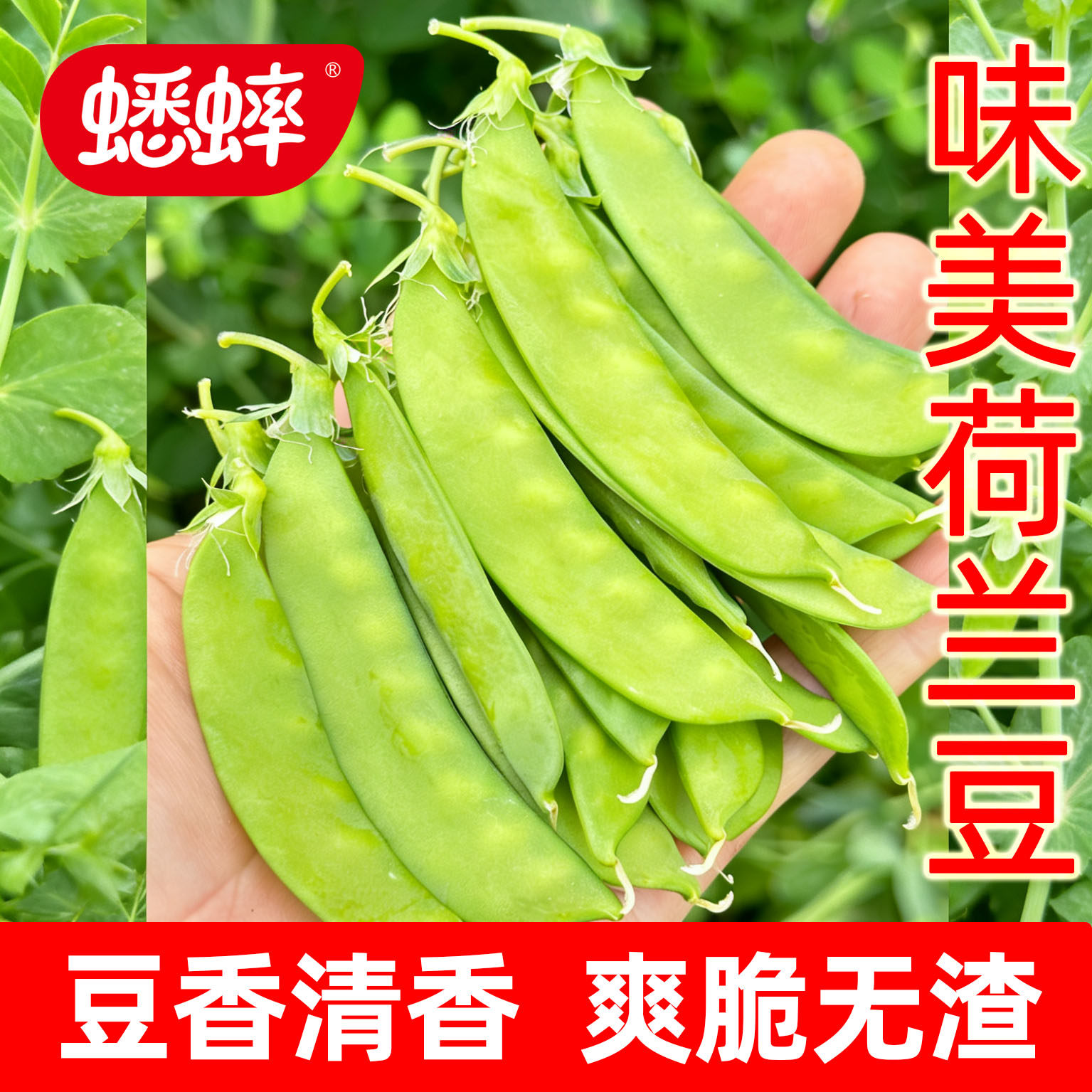 荷兰豆更嫩的蟋蟀四季豌豆尖农家图片