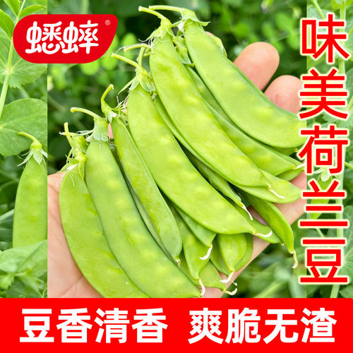 荷兰豆更嫩的蟋蟀四季豌豆尖农家