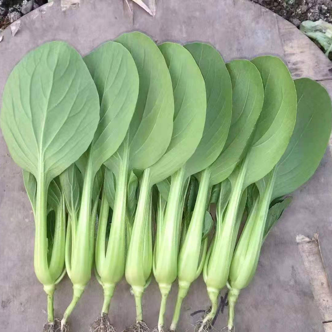 蟋蟀种子高品质鸡毛菜