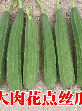 远花1号大肉花点丝瓜种子蔬菜广东水瓜籽儿四季春播爬藤庭院棱瓜