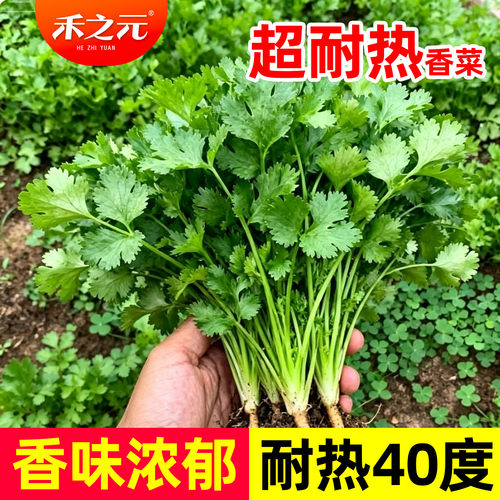 耐热香菜籽种四季老品种大全