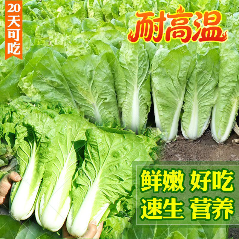 春夏季快菜种子小白菜籽四季耐热高温种籽苗阳台速生青菜蔬菜大全