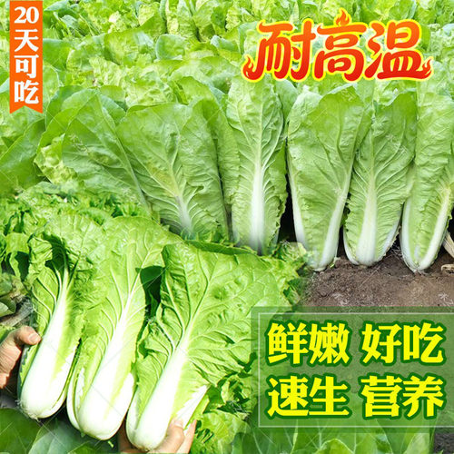 速生快菜小白菜种子四季春秋种