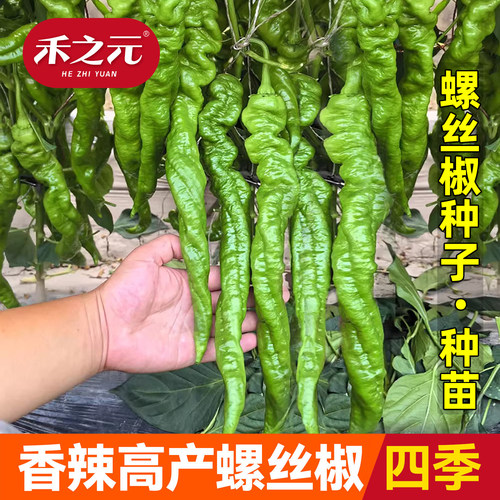 螺丝椒种子陇椒种孑尖椒盆栽种苗辣椒种籽线椒蔬菜种籽四季苗秧