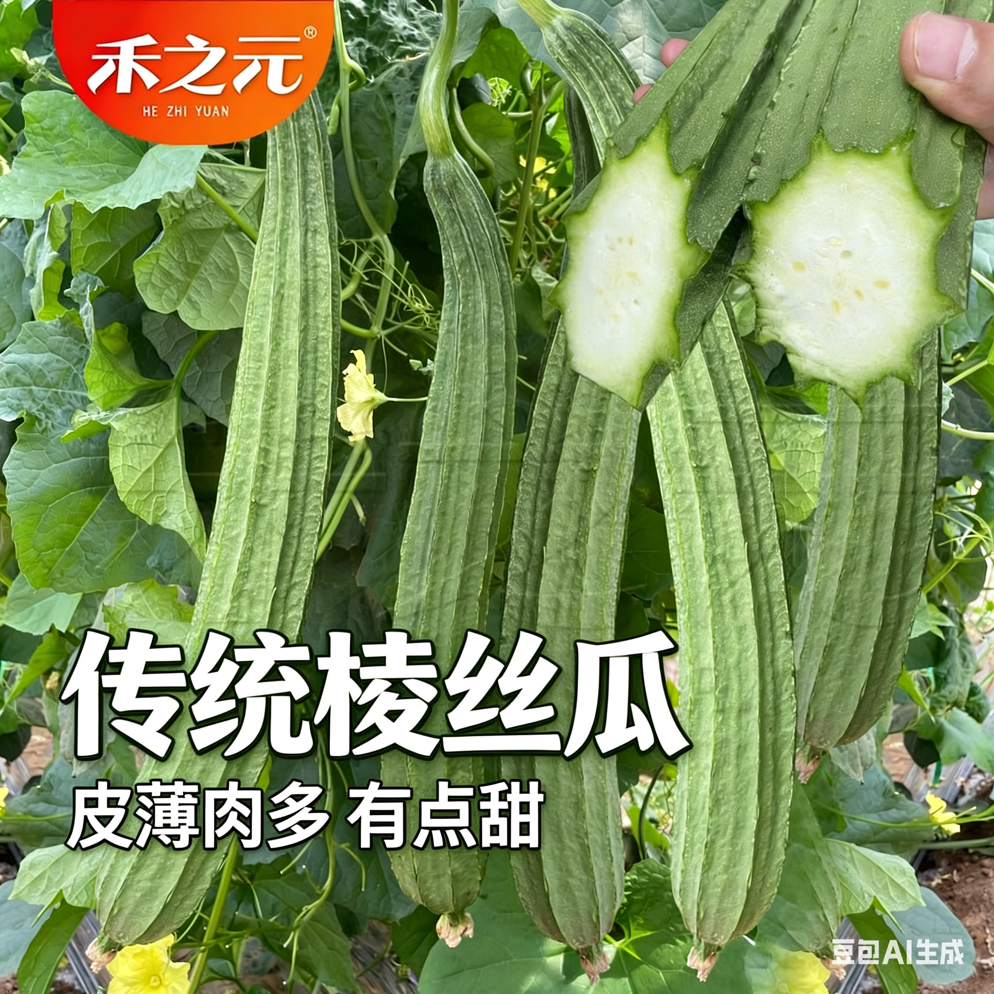 棱丝瓜种子 高产特长八棱瓜种籽  丝瓜苗秧  棱丝瓜苗 四季蔬菜