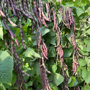 八月忙芒种籽豆角种子蔬菜春秋紫架豆种子紫架豆种子四季 芸豆