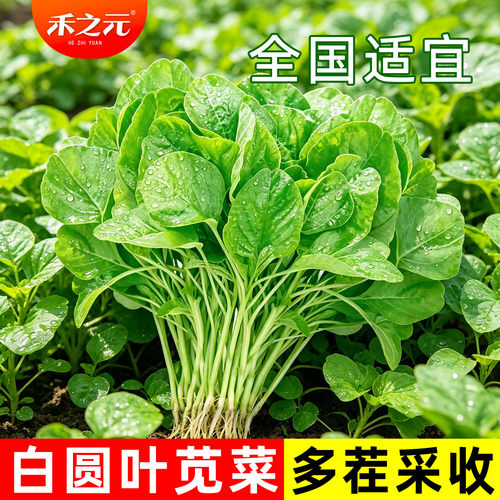白苋菜种子盆栽小青菜秋冬季种植