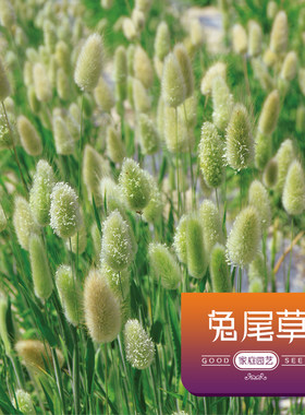 禾之春夏季兔尾草种子阳台盆栽