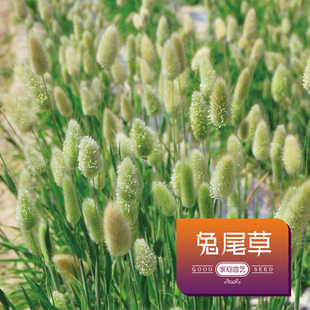 兔尾草种子四季易活开花家庭室内外阳台盆栽花种孑花草植物花卉
