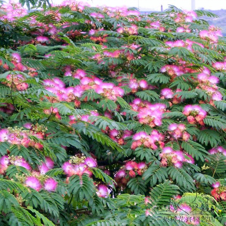 合欢花树苗芙蓉树苗风景树南北方庭院别墅工程行道绿化苗当年开花