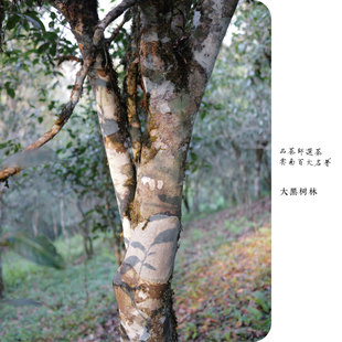 品茶师 | 2025年倚邦大黑树林核心区古树生普200克饼