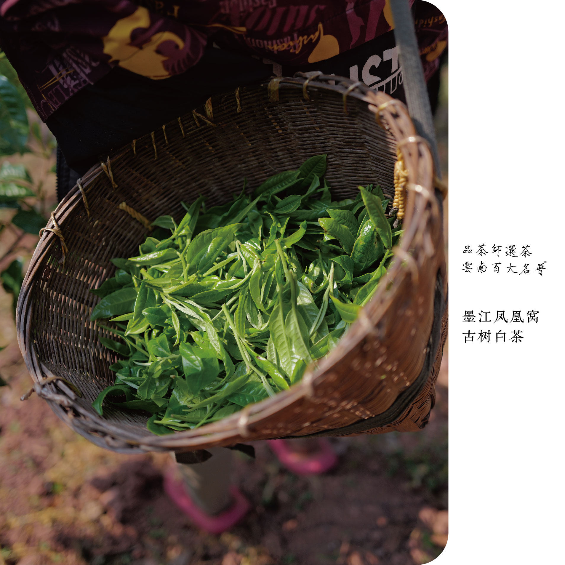 白知己 | 2025年墨江凤凰窝核心区古树白茶200克饼,茶,普洱,淘宝优惠券,粉丝福利购,淘宝优惠卷