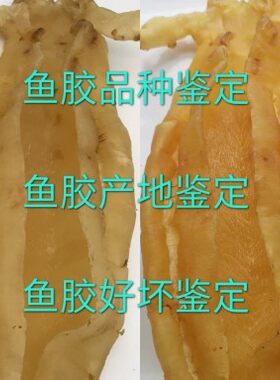 湛江红鸡大耳台山厚肚赤嘴鳘鱼胶花胶鉴定品种蜘蛛金钱白花北海胶
