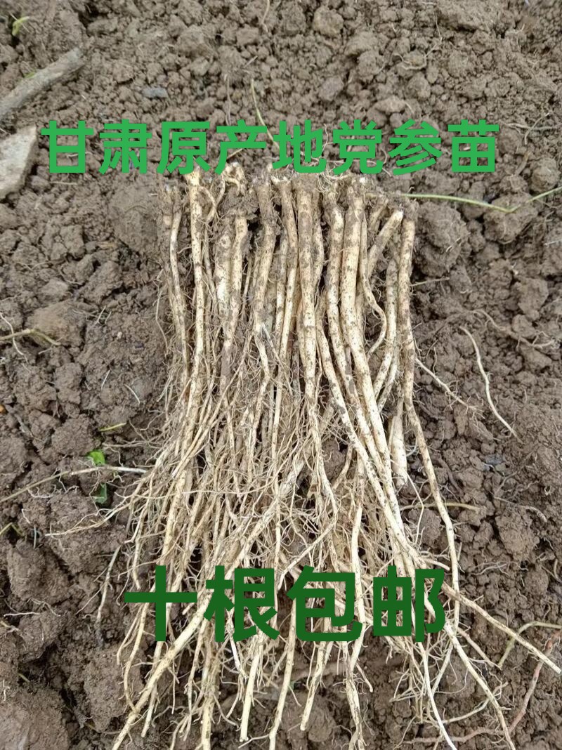 【岷药堂】甘肃党参苗2元一根十党参