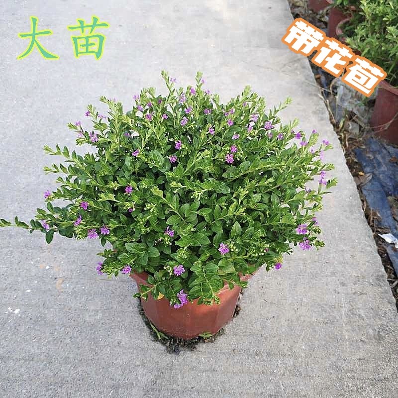 带花苞土红花满天星四季阳台开花庭院室外花卉好养耐热花苗盆栽