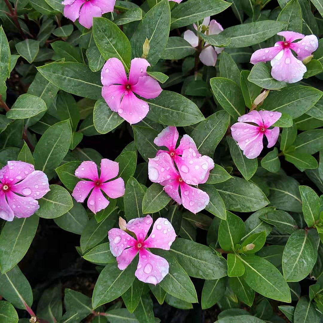 红色长春花带土发货阳台庭院种植花卉五叶梅四时春日日春花苗盆栽