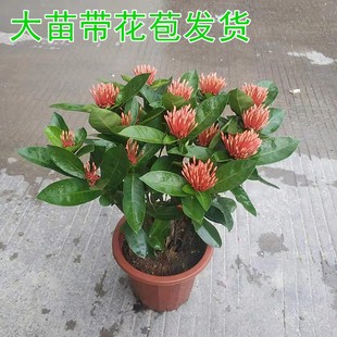 龙船花苗带土带盆阳台庭院室外花卉植物仙丹花百日红树苗盆栽绿植