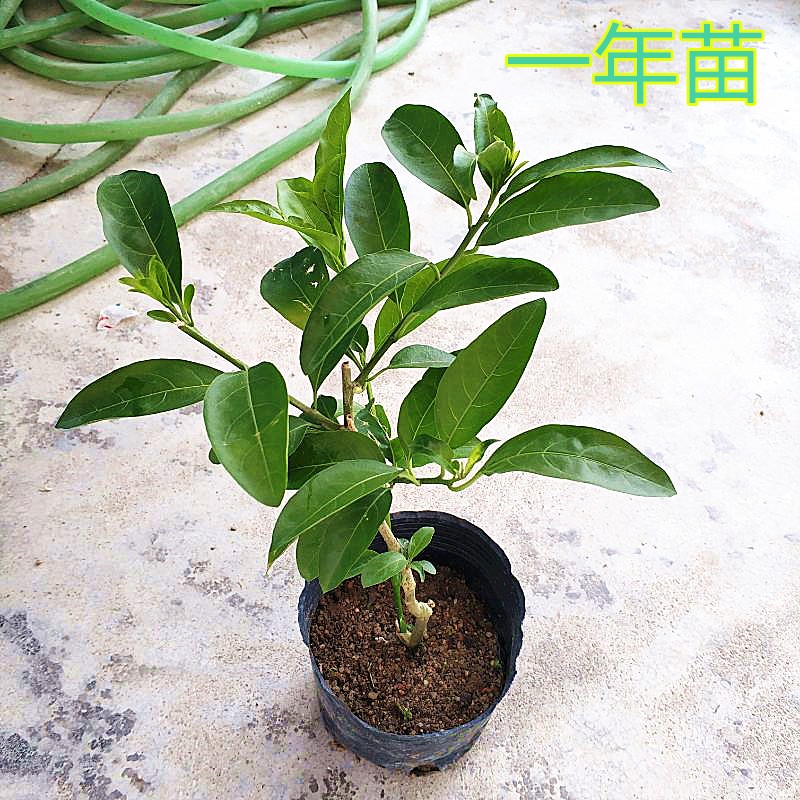 夜来香花树苗带土花苗盆栽驱蚊