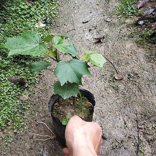 三变色芙蓉花树苗带土发货