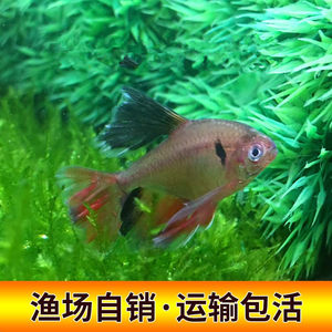 【红玫瑰观赏鱼图片】近期76组红玫瑰观赏鱼