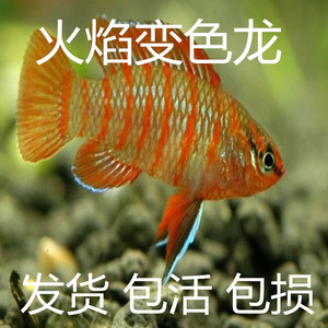 火焰变色龙 变色龙鱼热带鱼观赏鱼草缸鱼草缸鱼活体小型鱼淡水鱼