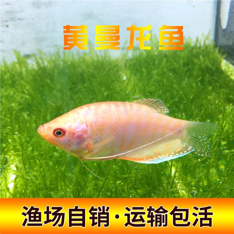 黄曼金曼龙曼龙鱼 热带观赏鱼活体草缸好养鱼水族宠物