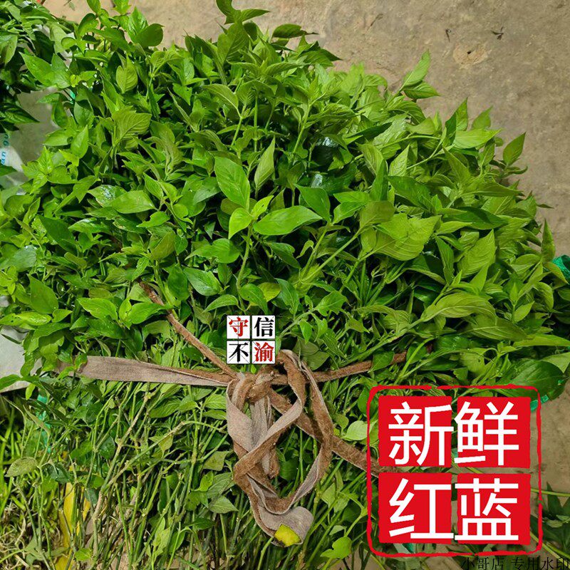 新鲜红蓝草紫蓝草红丝线广西五色糯米饭紫色花米饭植物染料红蓝