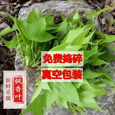 枫叶植物染料黑色糯米饭新鲜