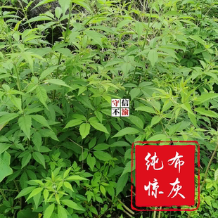 广西纯布惊树灰 别名黄金树蚊惊柴树黄荆树灰纯正灰500克食用灰