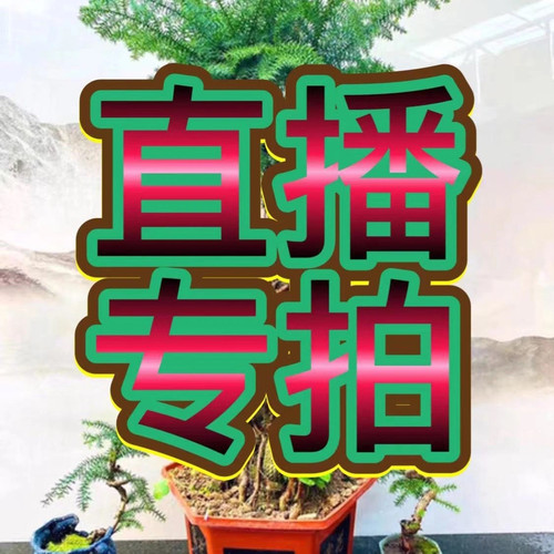 新中式造型澳洲杉绿植盆景室内