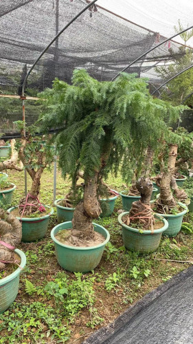 特大盆景造型树盆栽绿植室内客厅办公室桌面四季常青植物