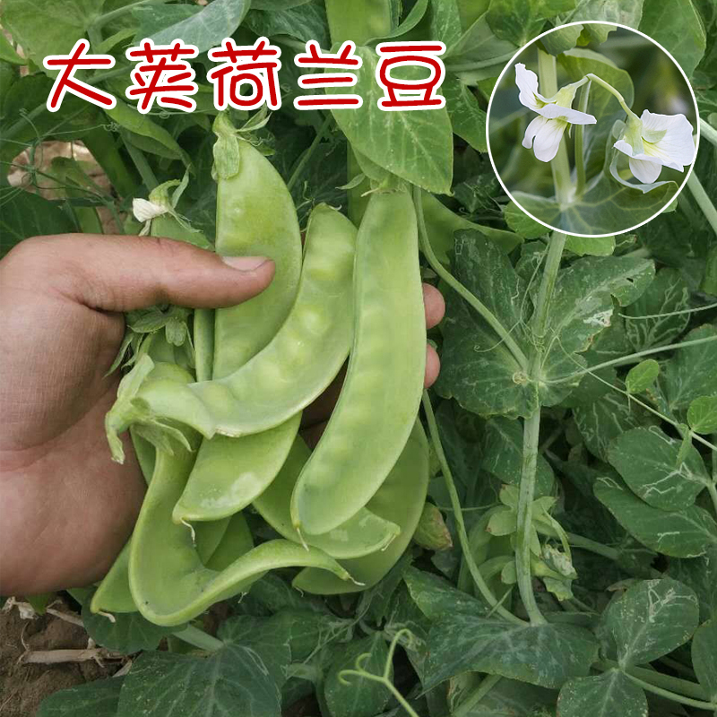 豆苗种子价格 豆苗种子图片 星期三 豆苗种子价格 豆苗种子图片 星期三