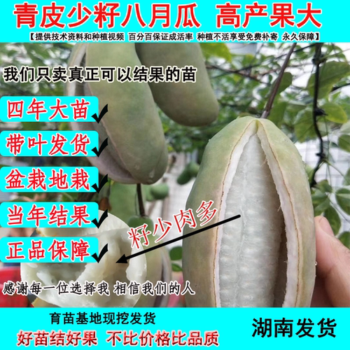 八月瓜苗无籽庭院爬藤早熟少籽