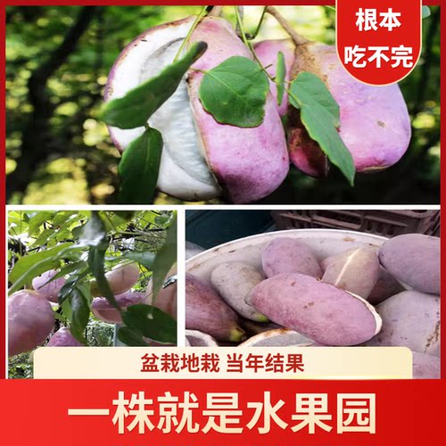 正宗少籽无籽八月瓜果树苗八月瓜树苗当年结果庭院四季南北方耐寒