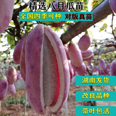 八月瓜苗盆栽庭院紫色九月炸果树