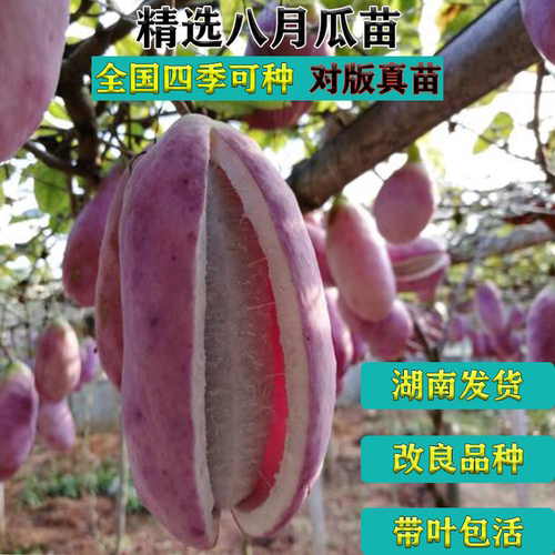 八月瓜苗盆栽庭院紫色九月炸果树