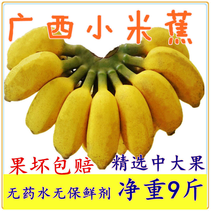 广西小米蕉新鲜水果小香蕉米焦小芭蕉小米香蕉酸甜小鸡蕉非皇帝蕉