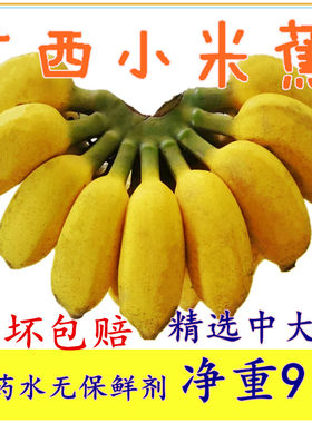 小米蕉鸡蕉酸甜软糯现摘新鲜
