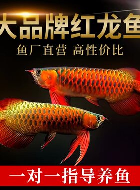 贡拜红龙新加坡金龙渔厂发货批发
