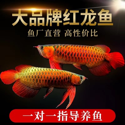 贡拜红龙新加坡金龙渔厂发货批发
