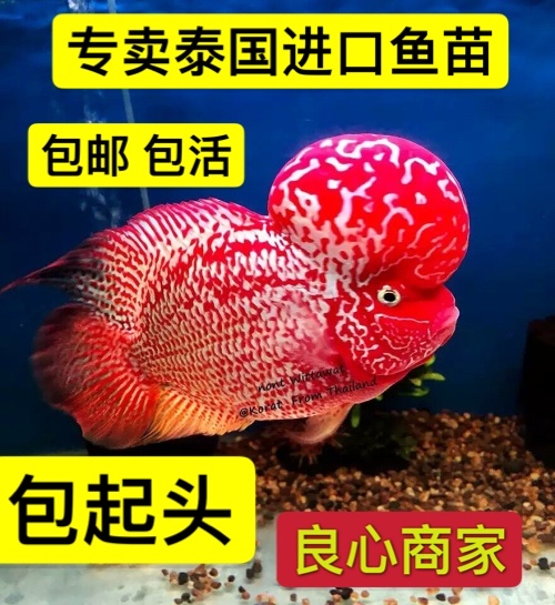 起头罗汉鱼 高端罗汉鱼 起头鸿运当头 红马观赏鱼招财德萨火凤凰