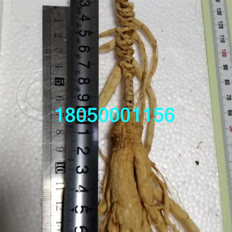【议价】特大林下野山参,十五年以上,长芦头,实物图片,保证