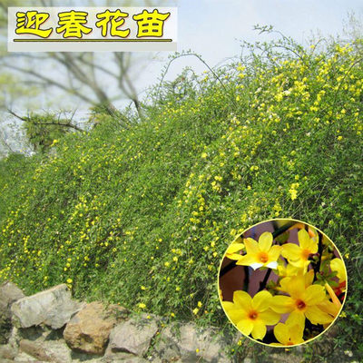 迎春花庭院绿化盆栽地栽美观植物