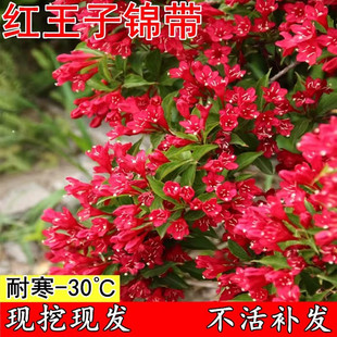 红王子锦带花苗耐寒北方南方锦带盆栽地栽庭院别墅工程花篱花灌木