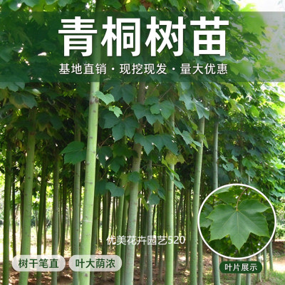 青桐树苗中国梧桐苗麻桐南北方